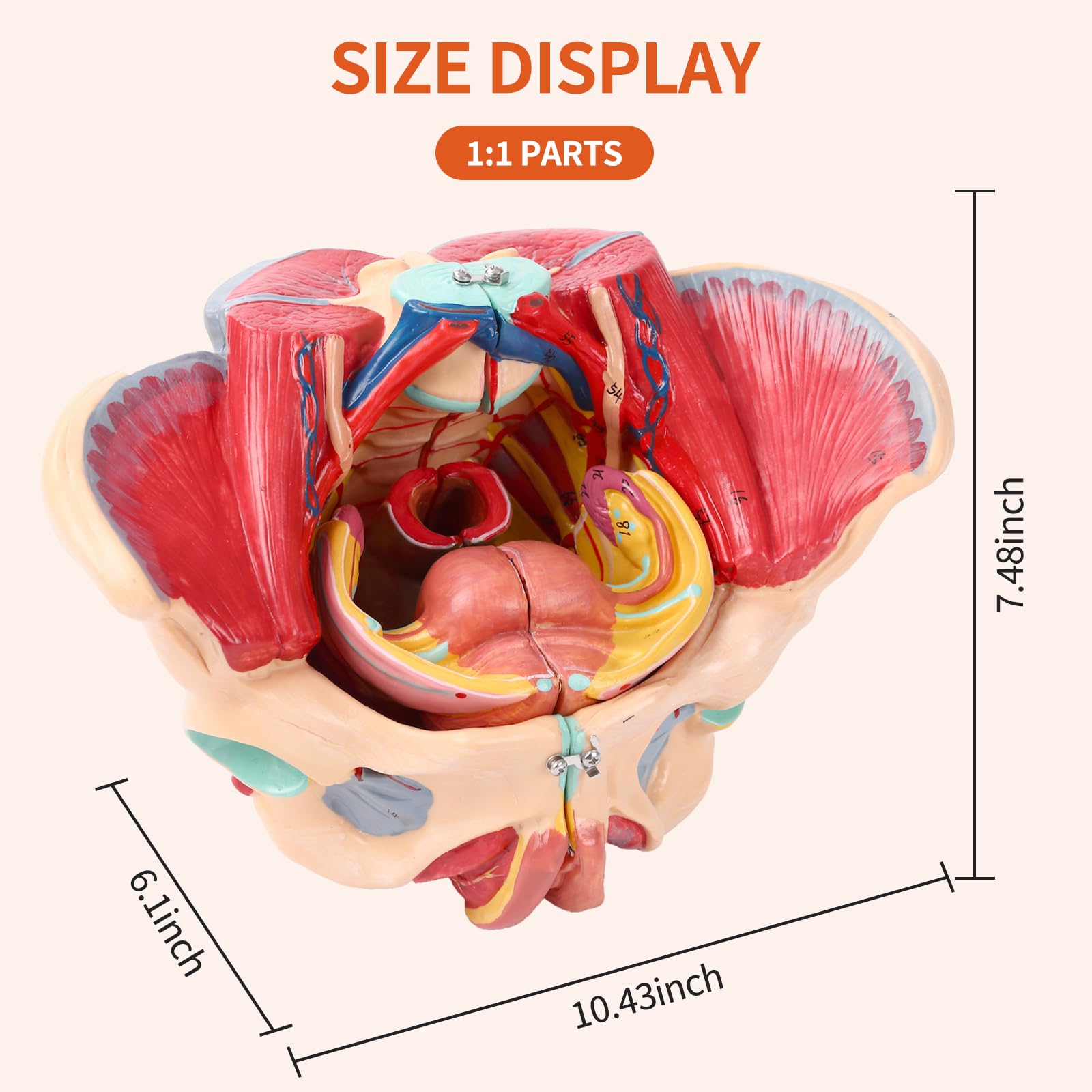 SFXYJ Human Female Pelvis Anatomy Model,Life Size 4 Parts